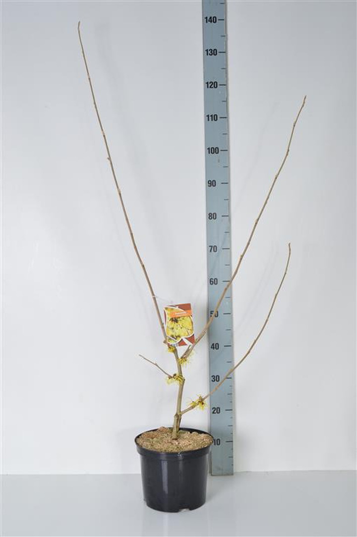 Hamamelis tarpinis (Lot Hamamelis int.) 'Pallida' C5/P23 60-80 CM | HAMAMELIAI | MEDŽIAI