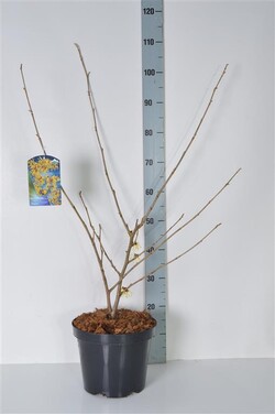 Hamamelis tarpinis (Lot Hamamelis int.) 'Pallida' C7,5/P26 60-80 CM | HAMAMELIAI | MEDŽIAI