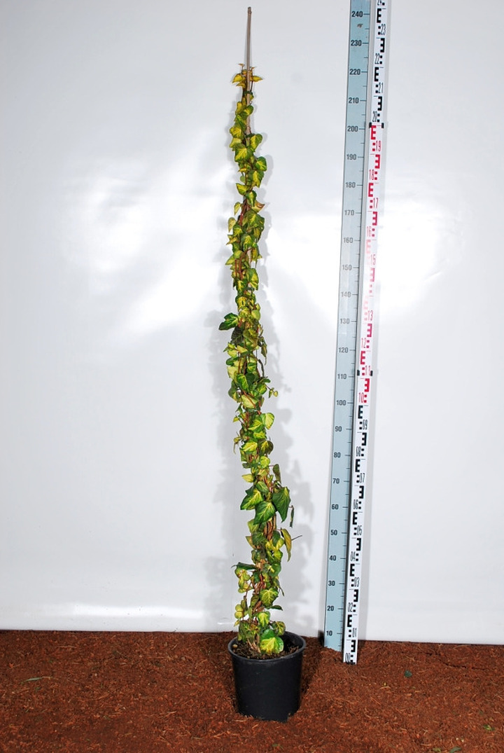 Gebenė kolchidinė (Lot Hedera colc.) 'Sulphur Heart' C10 175-200 CM | GEBENĖS | VIJOKLINIAI