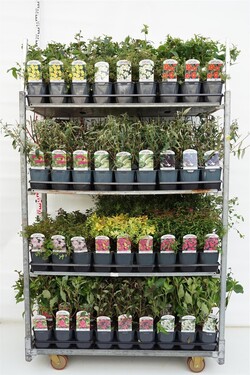 Krūmai MIX (Lot Shrubs in)  4x36 Buddleja, Potentilla, Spiraea & Weigela in 3 culitvars C2/P17 20/+ CM
