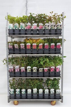 Krūmai MIX (Lot Shrubs in)   4x36 Cornus, Deutzia, Philadelphus & Spiraea in 3 cultivars C2/P17 20-25 CM