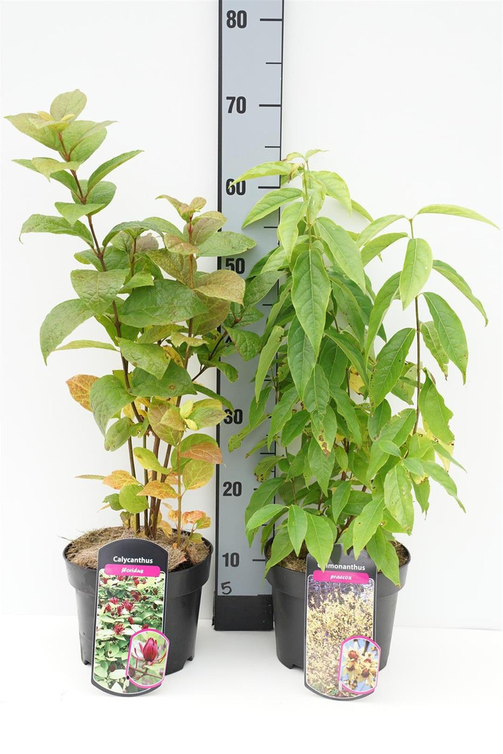 Krūmai MIX (Lot Shrubs in)   11x Chimonanthus praecox & 10x Calycanthus floridus C3/P19 40-60 CM