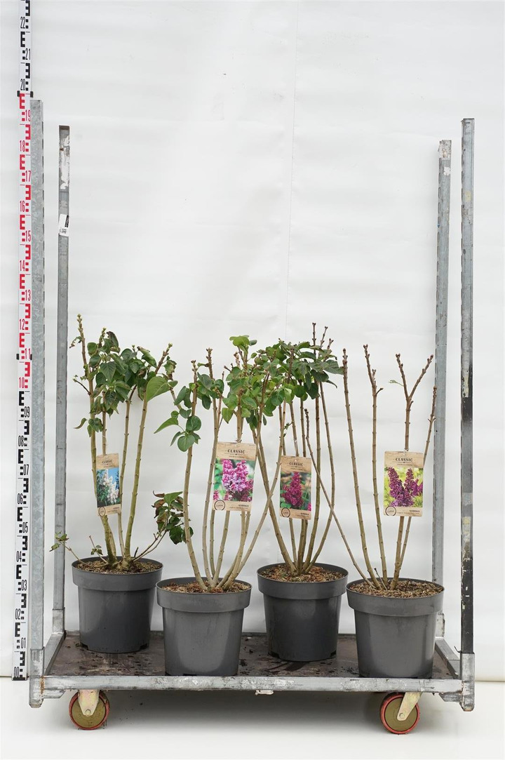 Krūmai MIX (Lot Shrubs in)   2x3 Malus 'Evereste' & 'Red Sentinel', 1x2 Malus 'Scarlett' & 2x4 Prunus 'Kojou no mai' & 'Brillian