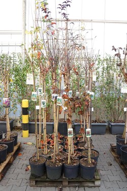 Krūmai MIX (Lot Shrubs in)  MIX PALLET STIEBINIŲ 17x2 (90, 120 & 150 CM STIEBAS C7,5/P26 & C10)