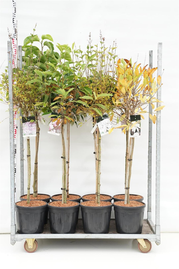 Krūmai MIX (Lot Shrubs in)   C15 STIEBAS 80 CM