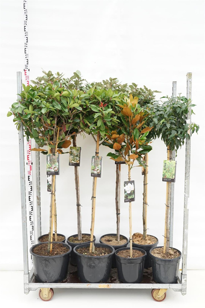 Krūmai MIX (Lot Shrubs in)   4x4 Eleagnus ebbingei, Magnolia 'Little Gem', ' Photinea fras. 'Red Robin' & Prunus lus. 'Angustifo