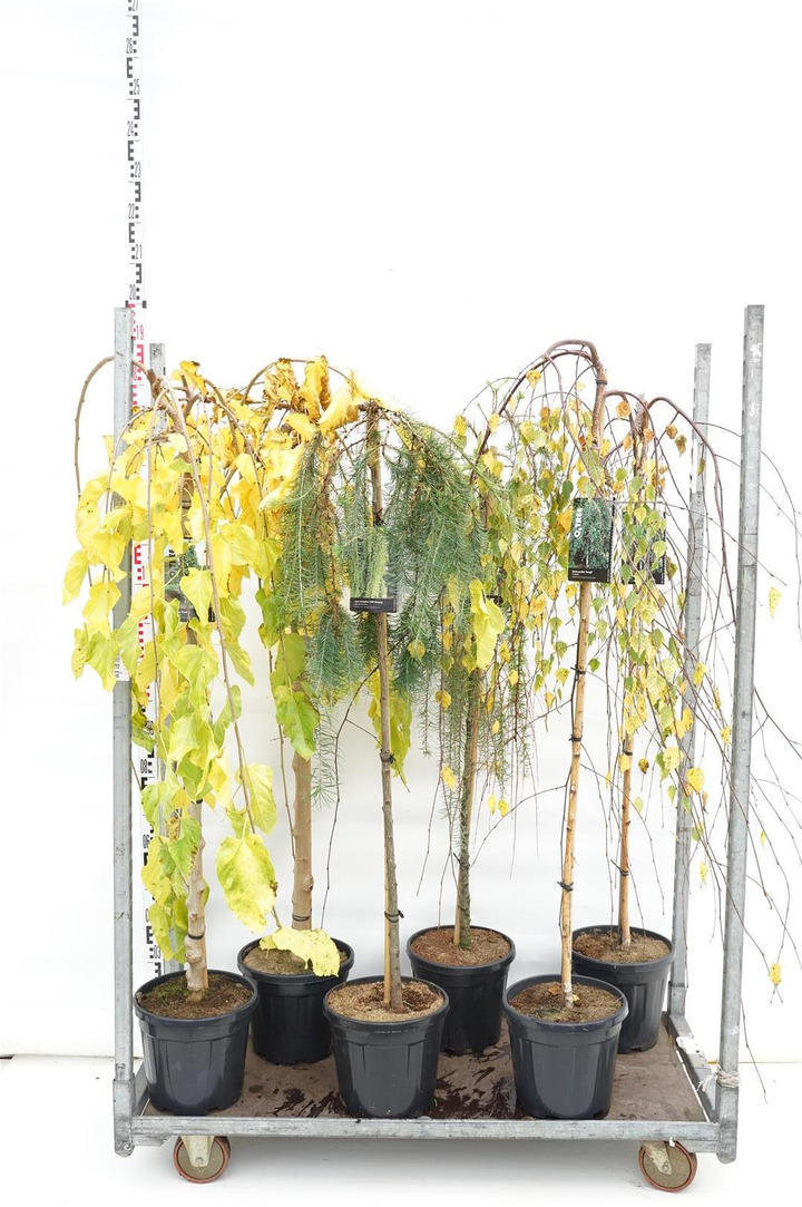Krūmai MIX (Lot Shrubs in)   3x5 'Betula p. 'Youngii', 'Larix k. 'Stiff Weeping' & Morus a. 'Pendula' C10 STIEBAS 120 CM