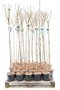 Krūmai MIX (Lot Shrubs in)  3 Different varieties Acer platanoides & pseudoplatanus & 7 Different kind of cultivars of Prunus C5