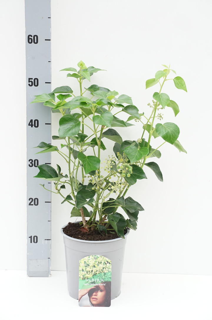 Gebenė lipikė (Lot Hedera hel.) 'Arborescens' C2/P17 30-40 CM