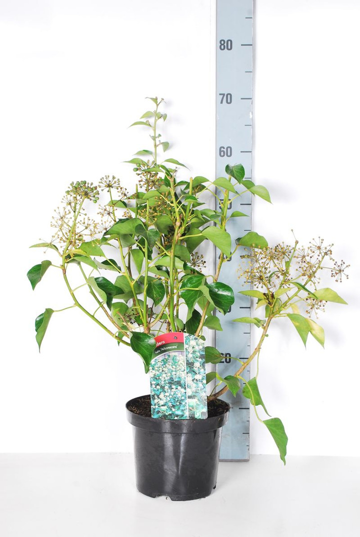 Gebenė lipikė (Lot Hedera hel.) 'Arborescens' C3/P19 30-40 CM