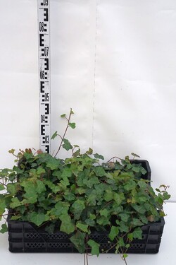 Gebenė lipikė (Lot Hedera helix) P9 | GEBENĖS | VIJOKLINIAI