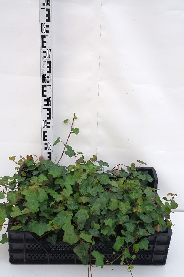 Gebenė lipikė (Lot Hedera helix) P9 | GEBENĖS | VIJOKLINIAI