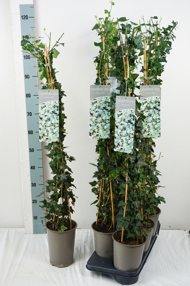 Gebenė lipikė (Lot Hedera helix) C3/P19 80-100 CM | GEBENĖS | VIJOKLINIAI