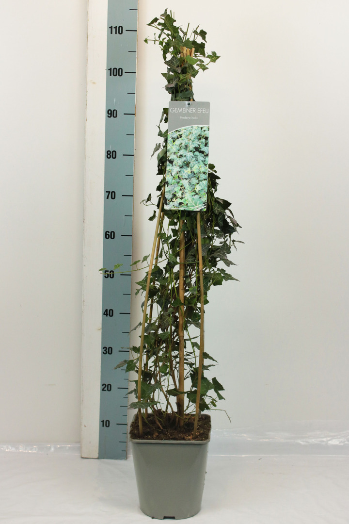 Gebenė lipikė (Lot Hedera helix) C5/P23 80-100 CM | GEBENĖS | VIJOKLINIAI