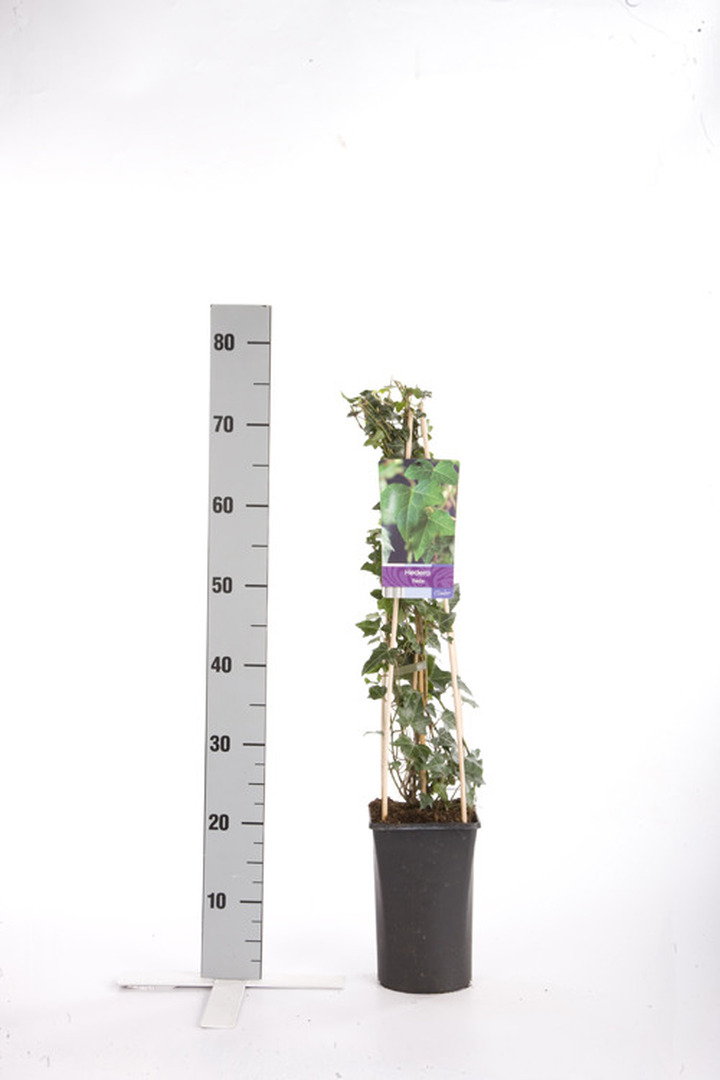 Gebenė lipikė (Lot Hedera helix) C2,5 70 CM 4 ST(SP) | GEBENĖS | VIJOKLINIAI