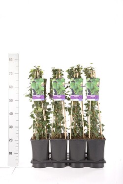 Gebenė lipikė (Lot Hedera helix) C2,5 70 CM 4 ST(SP) - nuotrauka 2