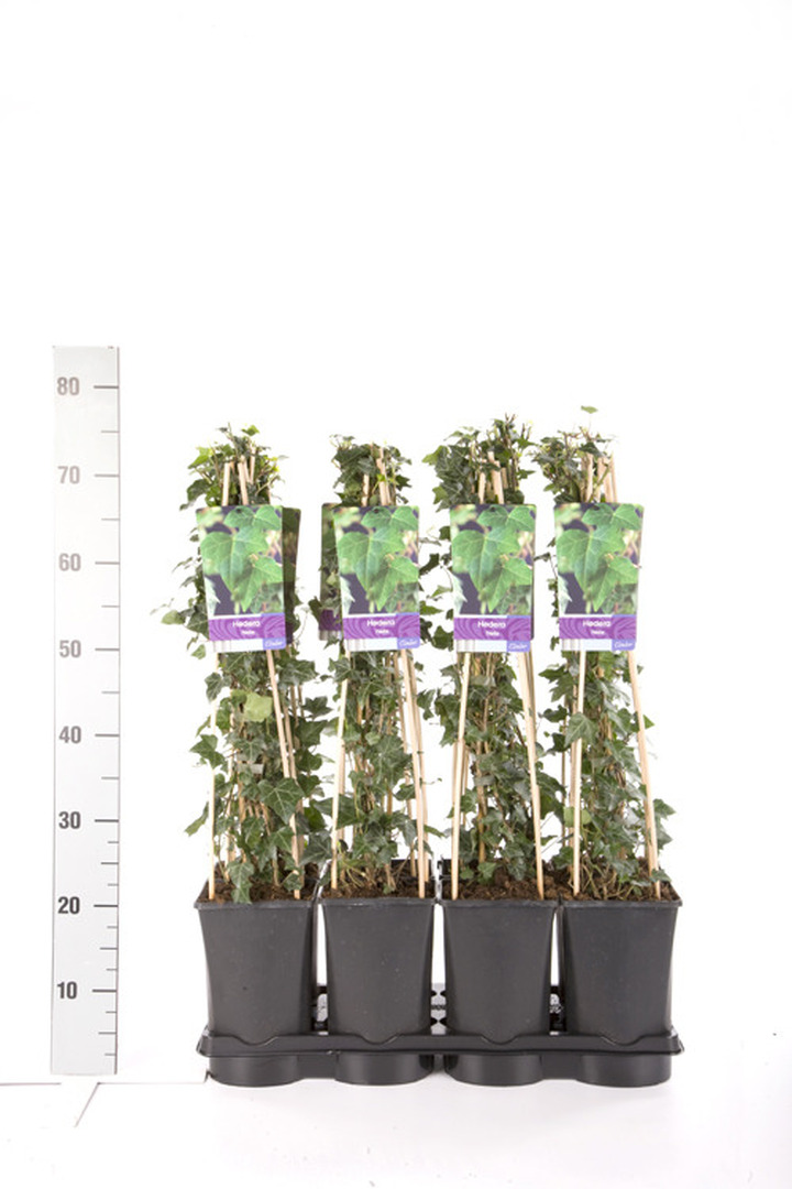Gebenė lipikė (Lot Hedera helix) C2,5 70 CM 4 ST(SP) | GEBENĖS | VIJOKLINIAI