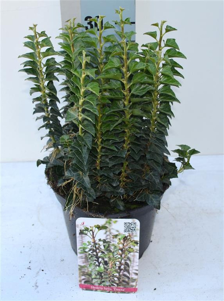 Gebenė lipikė (Lot Hedera hel.) 'Erecta' C2/P17 25-30 CM