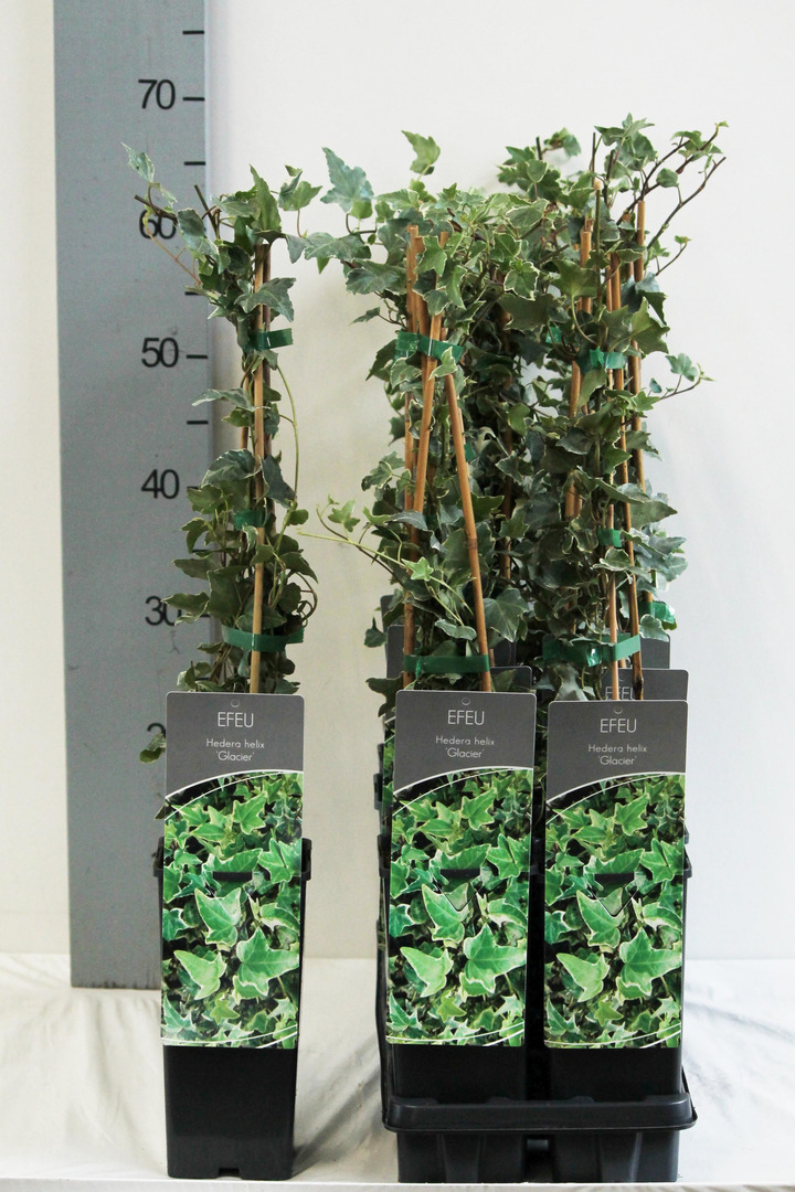 Gebenė lipikė (Lot Hedera hel.) 'Glacier' P17 40-60 CM 3 STICK | GEBENĖS | VIJOKLINIAI