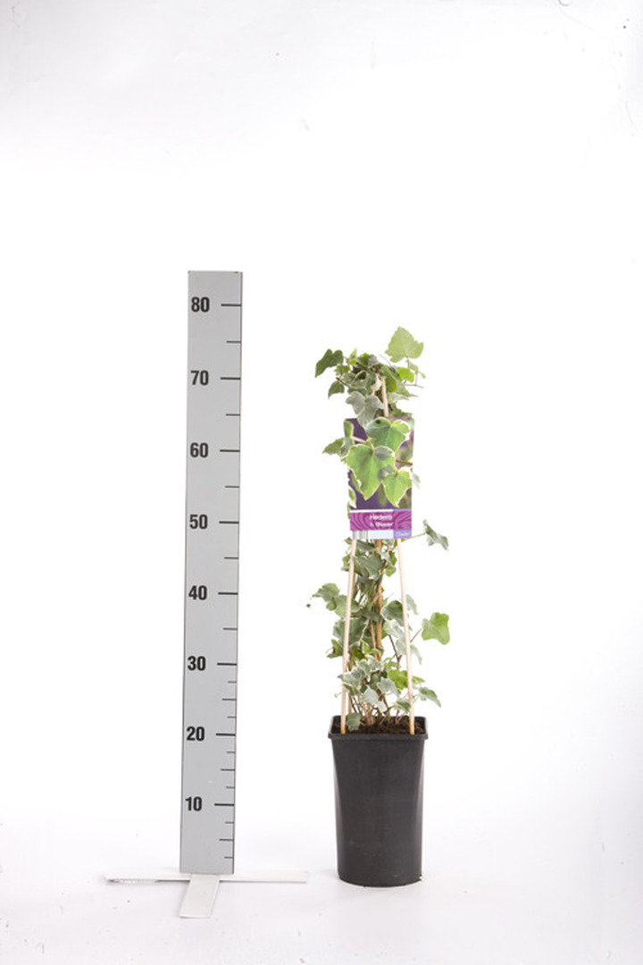 Gebenė lipikė (Lot Hedera hel.) 'Glacier' C2,5 70 CM 4 ST(SP) | GEBENĖS | VIJOKLINIAI