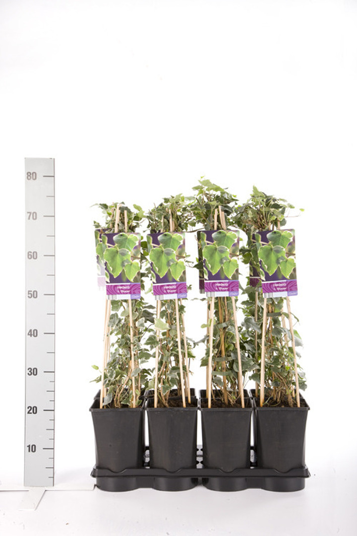 Gebenė lipikė (Lot Hedera hel.) 'Glacier' C2,5 70 CM 4 ST(SP) | GEBENĖS | VIJOKLINIAI