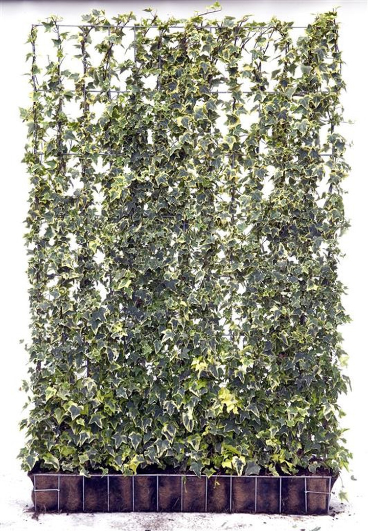 Gebenė lipikė (Lot Hedera hel.) 'Goldchild' 120B180H | GEBENĖS | VIJOKLINIAI