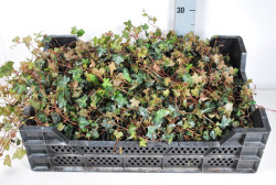 Gebenė lipikė (Lot Hedera hel.) 'Normandy Carpet' P9 | GEBENĖS | VIJOKLINIAI