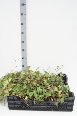 Gebenė lipikė (Lot Hedera hel.) 'Plattensee' P9 | GEBENĖS | VIJOKLINIAI