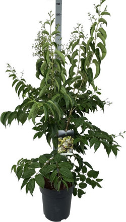 Alyva rudeninė (Lot Heptacodium miconioides)  C15 100-125 CM - nuotrauka 2