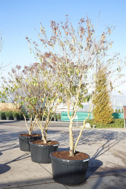 Alyva rudeninė (Lot Heptacodium miconioides) C290 250-300 CM DAUGEKAMIENIS - nuotrauka 2