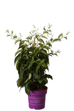 Heptakodiumas kininis (Lot Heptacodium mic.) 'Tiansan' C4/P21 50-60 CM
