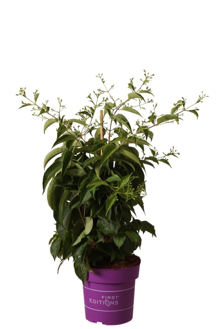 Heptakodiumas kininis (Lot Heptacodium mic.) 'Tiansan' C4/P21 50-60 CM
