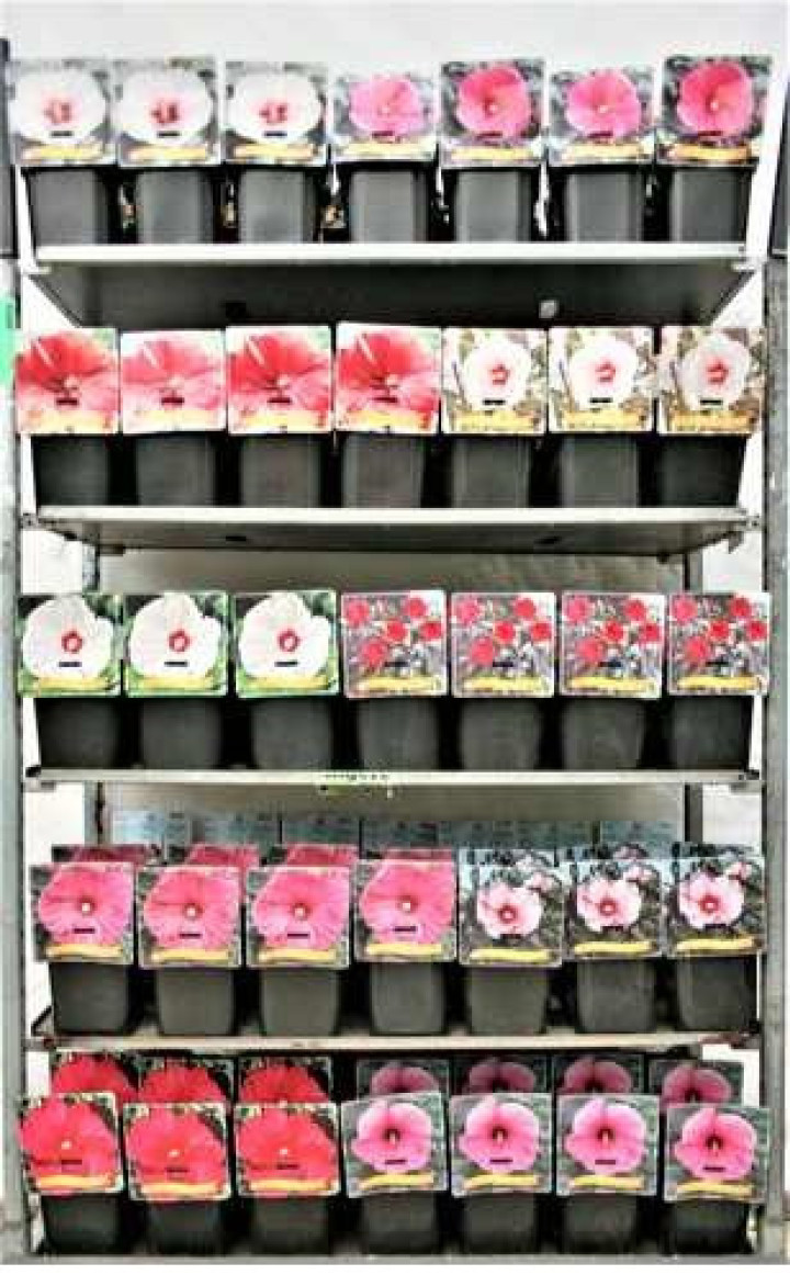 Kinrožės MIX (Lot Hibiscus in)  C5/P23