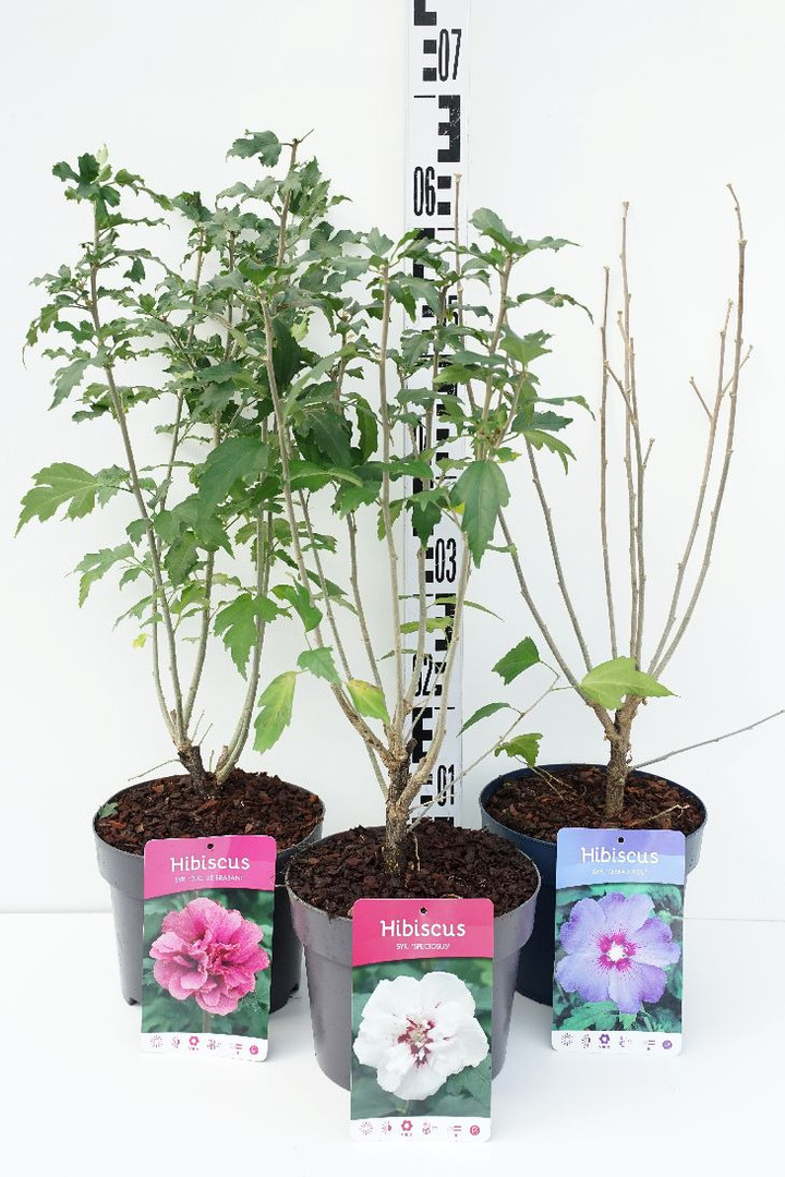 Kinrožės MIX (Lot Hibiscus in)   C3/P19 40-50 CM DECO