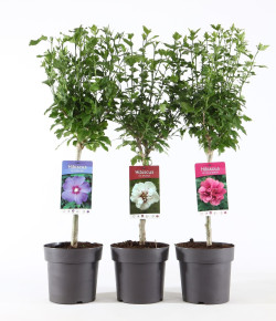 Kinrožės MIX (Lot Hibiscus in) C3 STIEBAS 30 CM - nuotrauka 2