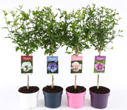 Kinrožės MIX (Lot Hibiscus in) C3 STIEBAS 30 CM