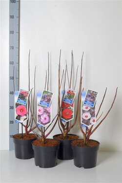 Kinrožės mos. Carrousel MIX (Lot Hibiscus mos. Carrousel)   2x7 'Giant Red' & 'Jolly Heart'& 2x8 'Pink Candy' & 'Pink Passion' C - nuotrauka 2