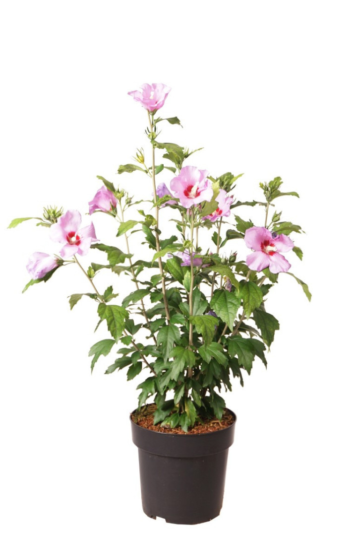 Sirinė kinrožė (Lot Hibiscus syr.) 'Azurri' C4/P21 40-50 CM