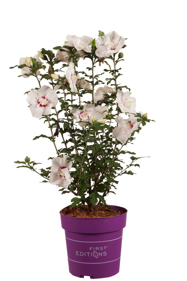 Sirinė kinrožė (Lot Hibiscus syr.) 'Bali' C4/P21 50-60 CM