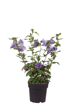 Sirinė kinrožė (Lot Hibiscus syr.) 'Blue Chiffon' C4/P21 50-60 CM | KINROŽĖS | KRŪMAI
