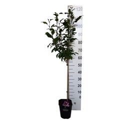 Sirinė kinrožė (Lot Hibiscus syr.) 'Flower Tower Purple' C4 STIEBAS 60 CM