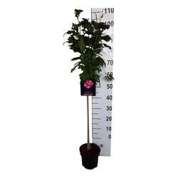 Sirinė kinrožė (Lot Hibiscus syr.) 'Flower Tower Ruby' C4 STIEBAS 60 CM
