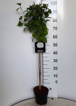 Sirinė kinrožė (Lot Hibiscus syr.) 'Flower Tower White' C4 STIEBAS 60 CM
