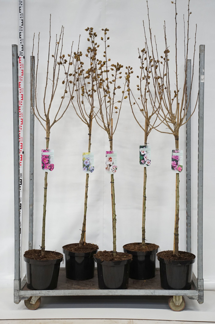 Sirinė kinrožė MIX (Lot Hibiscus syriacus)   2x5 'Marina' & 'Woodbridge' & 2x4 'Hamabo' & 'Starburst' C10 STIEBAS 90 CM