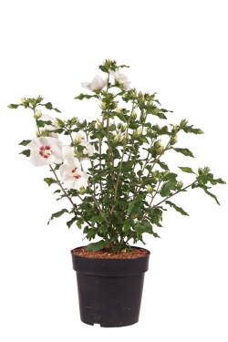 Sirinė kinrožė (Lot Hibiscus syr.) 'Red Heart' C4/P21 50-60 CM