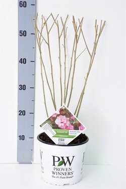 Sirinė kinrožė (Lot Hibiscus syr.) 'Sugar Tip' C3/P19 40-50 CM - nuotrauka 1