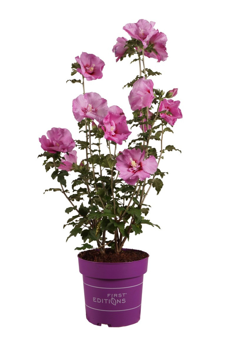 Sirinė kinrožė (Lot Hibiscus syr.) 'Tahiti' C4/P21 50-60 CM | KINROŽĖS | KRŪMAI