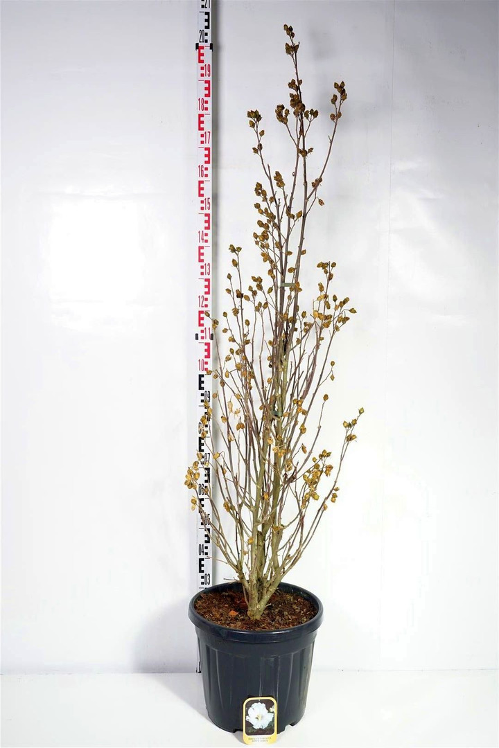 Sirinė kinrožė (Lot Hibiscus syr.) 'Totus Albus' C35 125-150 CM