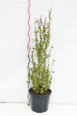 Sirinė kinrožė (Lot Hibiscus syr.) 'Woodbridge' C35 125-150 CM