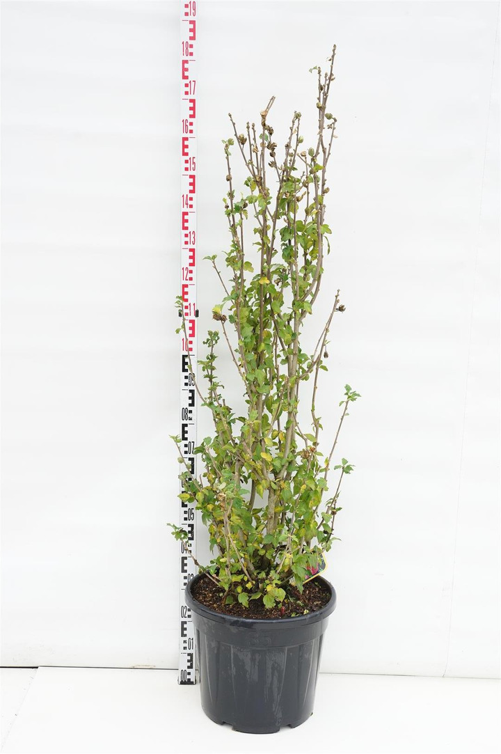 Sirinė kinrožė (Lot Hibiscus syr.) 'Woodbridge' C35 125-150 CM